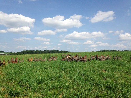 danakandic: Today was FARM DAY at Clearview Farms in Quaryville, PA. I drove out with my parents to