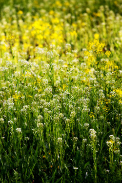 walking-geema:  ….spring flowers in the field 