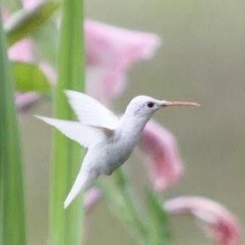 #Repost #hummingbirdtotem @hummingbirdtotem  ・・・ #hummingbird #hummingbirds #hummingbirdbakery #humm
