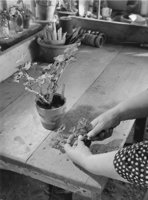 Eric SchaalPotting up cuttings of geraniums 1943LIFE Photo Collection