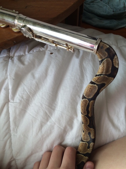 smileythesnake: NO YOU CANT DO THAT [two images of a snake that has crawled into a flute] @artemisel