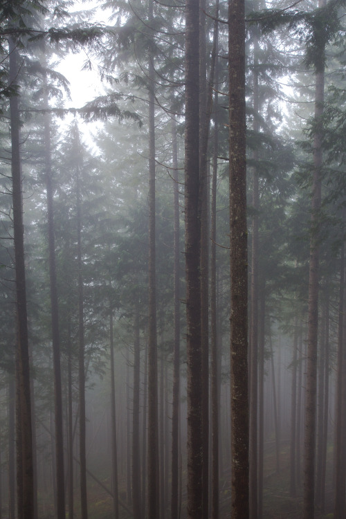 bmyers:Lines in the FogBarclay Lake, Snoqualmie Forest, Washington