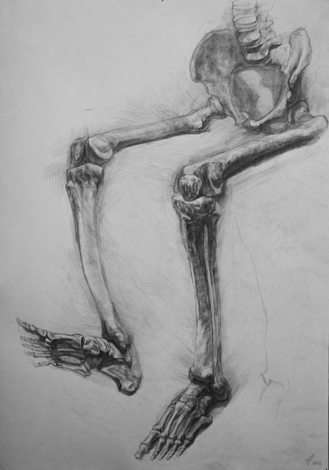 cross-connect:  Skeleton drawings by Paul Schwarz These Skeletons and Drawings were