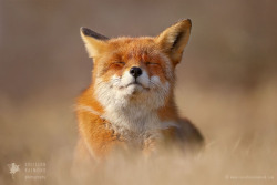 The Smiling Fox by thrumyeye 