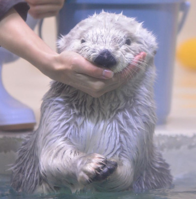 uznmaki:when i tell u i would die for mei-chan from the toba aquarium….
