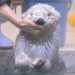 uznmaki:when i tell u i would die for mei-chan from the toba aquarium….