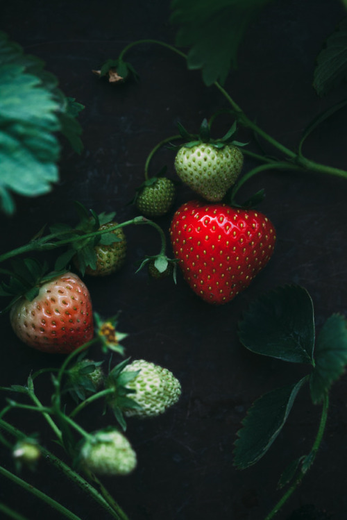 fragaria