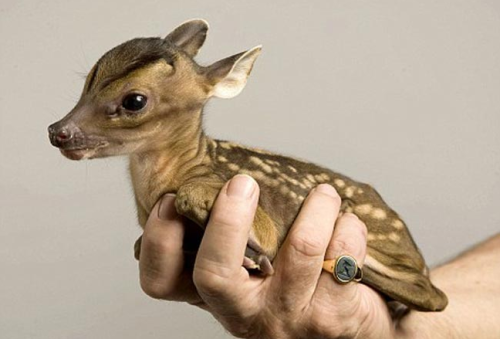 awkwardsituationist:  this muntjac fawn, photographed by jeff moore at the tiggywinkles wildlife hospital in buckinghamshire, was delivered by caesarean section after his mother was killed by a car. just six inches tall and weighing 500 grams, he was