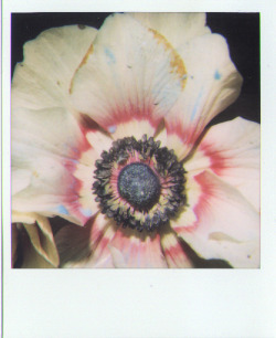 parasoli:polaroids by nobuyoshi araki.