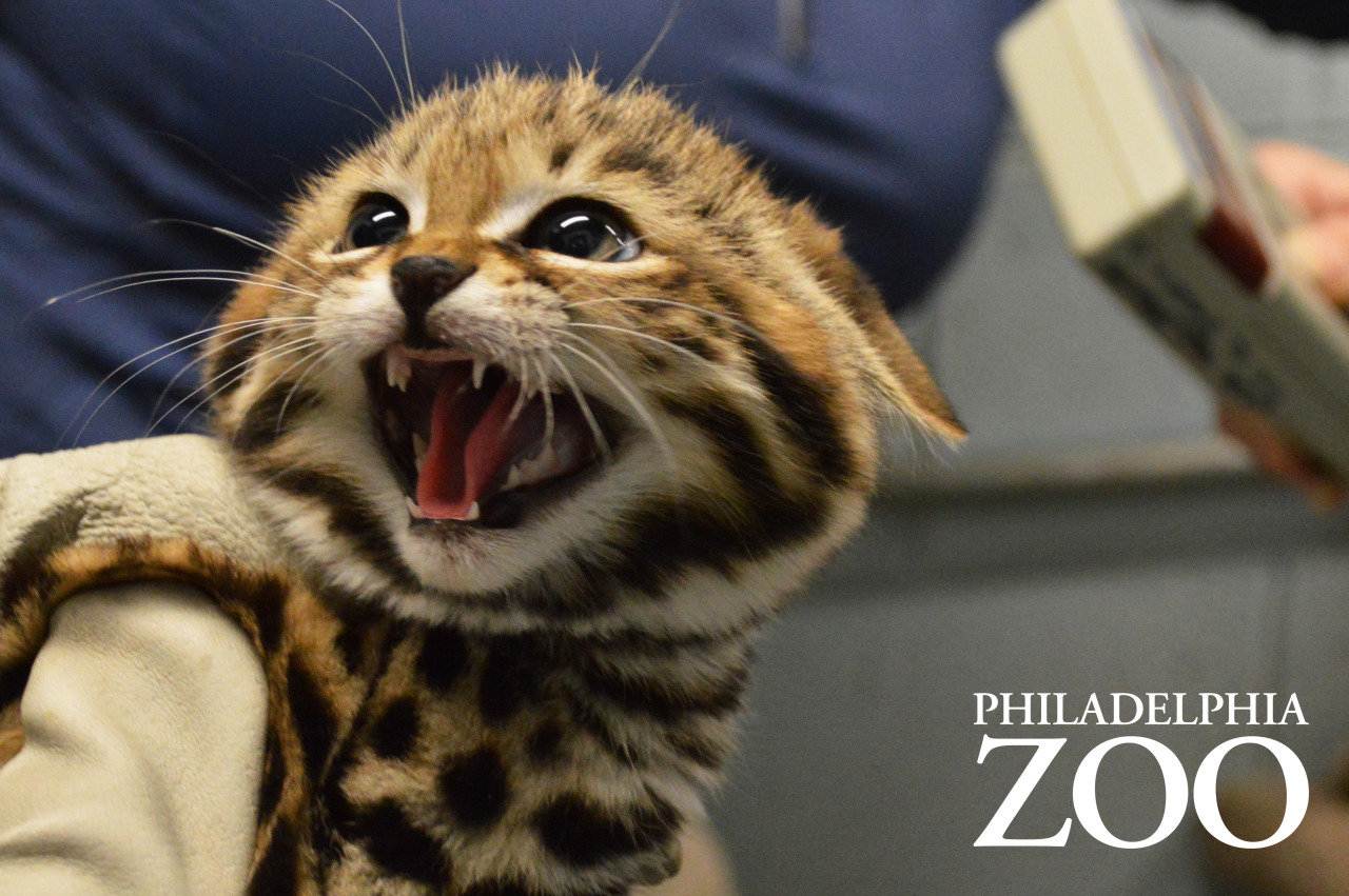 phillyzoo:  The kittens received a checkup earlier this week, which included vaccinations,