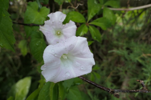 Calystegia sepium — hedge bindweed
