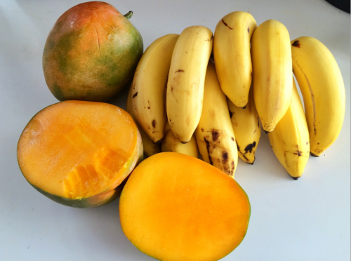 broccolibabe:  Lunch: manzano bananas and gigantic mangos  I kinda took a bite already :0