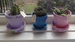 purtie:  Repotted and named my new cactuses today! Meet Gloria, Julius, and Evë. 