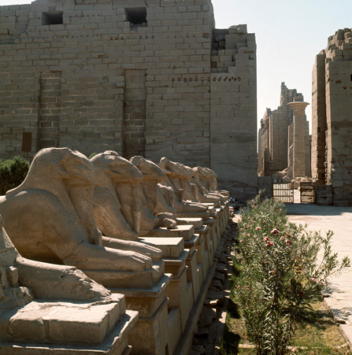 Avenue of the Rams at the temple of Amun, Karnak.