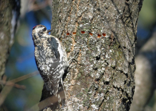 Yellow-bellied Sapsucker (Sphyrapicus varius) with a row of the sap wells he has chiseled into the t