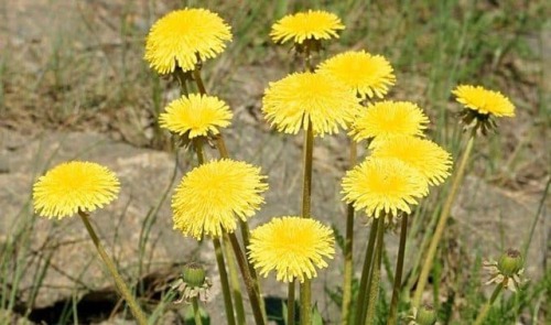 Dandelion – Benefits and Uses Dandelion was first mentioned for its medicinal qualities in the works