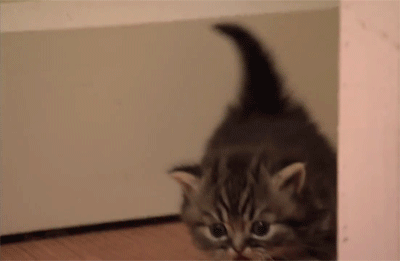 gayprinces:  gayprinces:  my favorite thing in the world is the way little baby kittens walk   