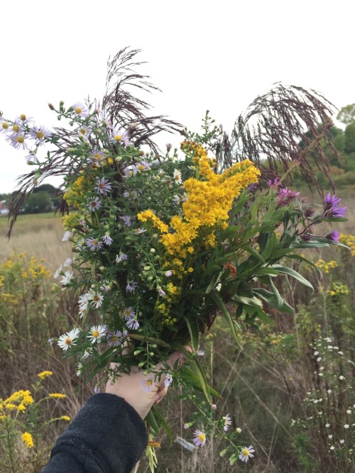 Picking Wildflowers