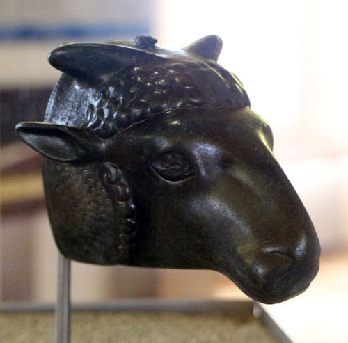 ancientgoatart:Sheep’s head from a horse harnessca. 500 BCEMuseo archeologico del territorio di Popu
