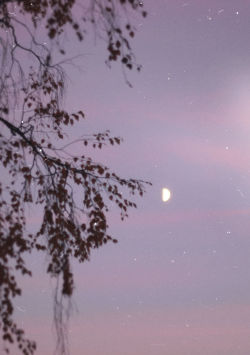 nataliemirina:  Misty moonlight 