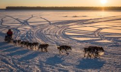 guardian:  The end of the Iditarod?“There was just no snow. We were running on ice and dirt.” — Marie Helwig, musherThe running of the legendary Iditarod dog sled race helped turn dog sledding into Alaska’s most popular winter sport. But after