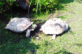mashable:  Your Monday Needs This Turtle Helping His Upside-Down Friend This is the meaning of friendship right here.   
