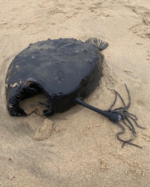 Himantolophus Sagamius Found Washed Ashore On Crystal Cove State Park