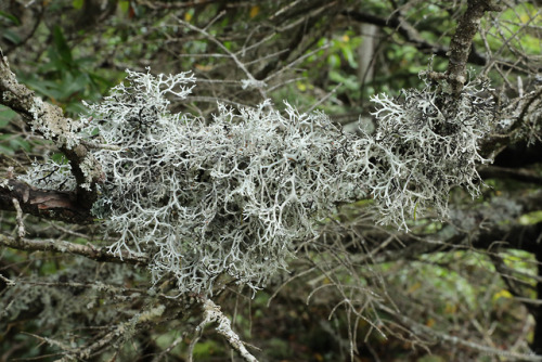 vandaliatraveler: Moss, lichen, Pottsville sandstone, quartz, and gnarly red spruce: an ancient and 