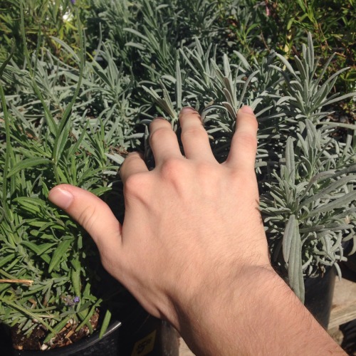 centifolias:  Boyfriend hands :-)