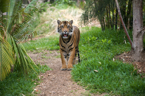 sdzsafaripark:  Tiger Trail Experience by Lisa Diaz 