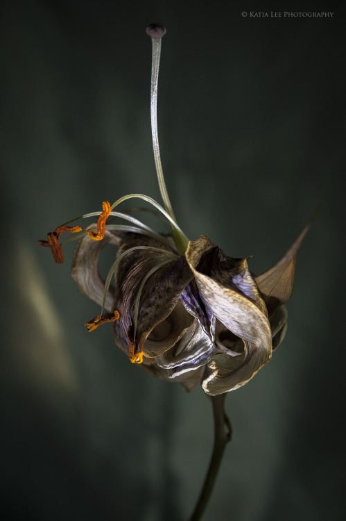 katialeephotography:Wilting Lily J &amp; G