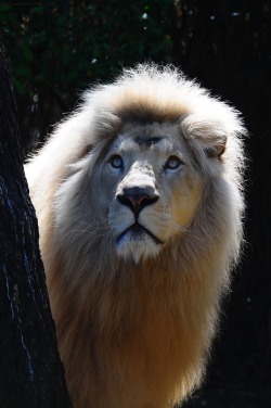 heaven-ly-mind:  lion in wonderland by frank wouters on Flickr 