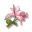 liecoris