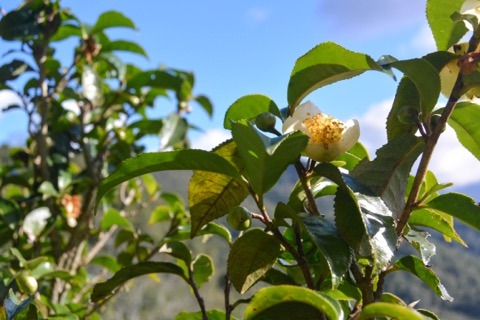 Greetings from Qianjiazhai!   We are traveling across China, visiting our partner farmers and f
