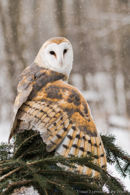 featheroftheowl:Barn Owl by Patricia Toth
