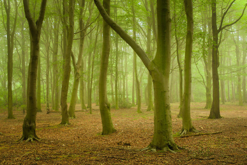 woods by Istvan Malik