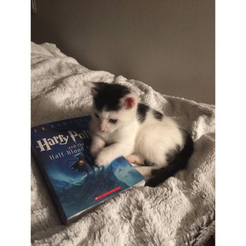 Even marco loves Harry Potter #goodvibes #goodnight #latergram #kitten #harrypotter #catsofinstagram