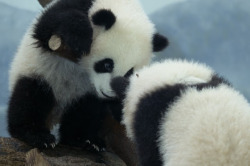 giantpandaphotos:  Twin sisters Mei Huan