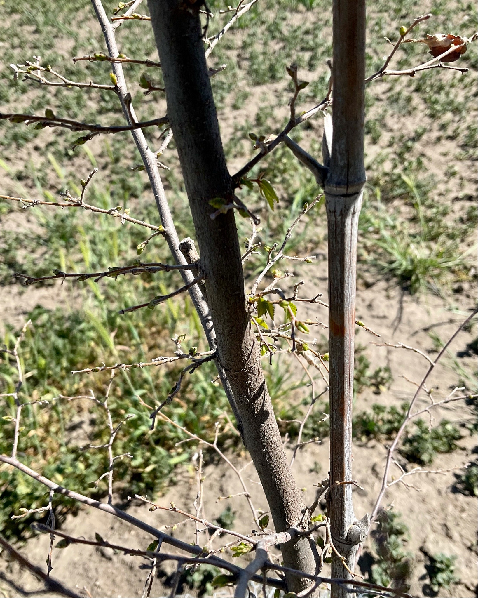 A close-up of a small tree trunk and slender side branches, studded with small leaves and leaf buds.