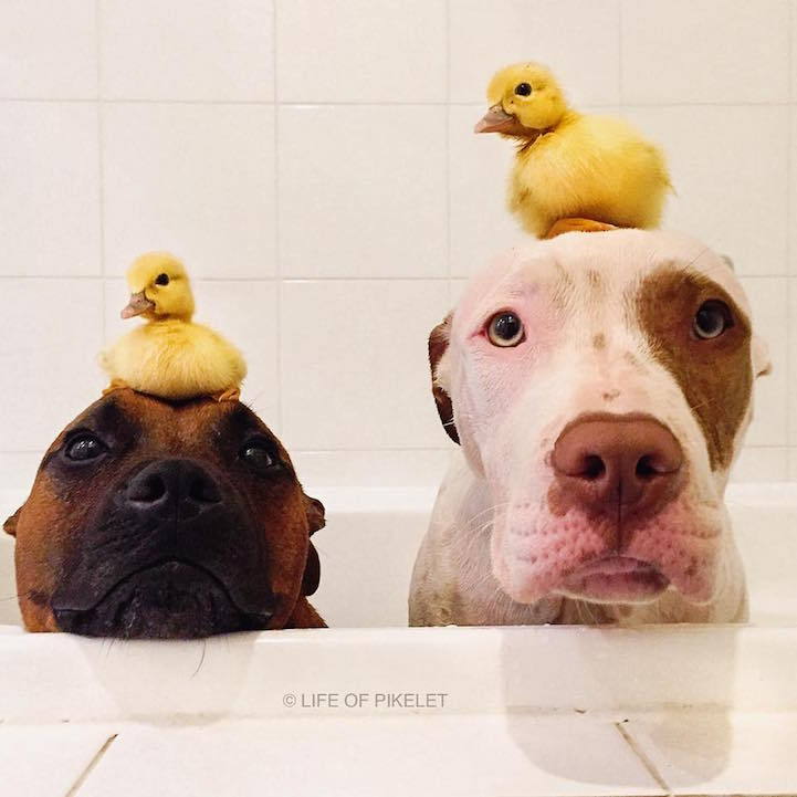 mymodernmet:  Dog Brothers Instantly Bond with and Protect Their Duckling Family