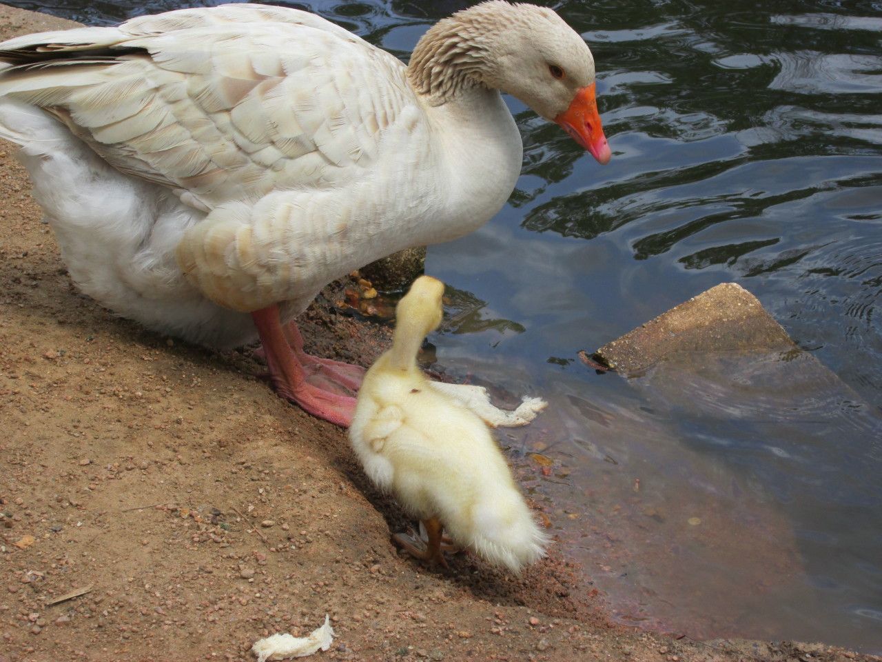 piraticoctopus:  This duckling has had no parents taking care of it for whatever