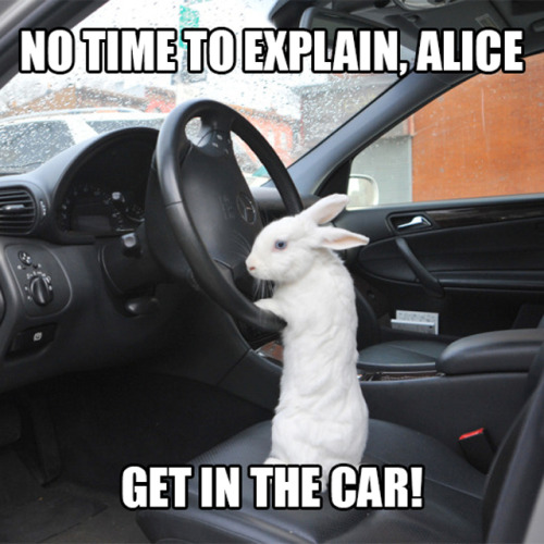 mistressaliceinbondageland:  No time to explain, we’re late!!! #whiterabbit #downtherabbithole #aliceinwonderland #wonderland #alice 