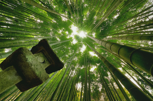 handa:  500px: - Bamboo Forest Kamakura by Danny Dungo