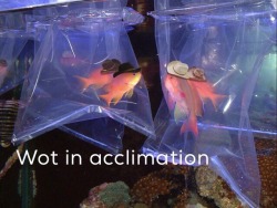 shrimp-blr: celestial-cephalopod: When you’re moved to a new fish tank AHAHAHHAHAHAHAH 