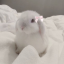 dreamyb4nny