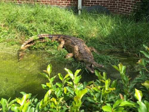 mothbug:teacup-giraffe:mothbug:this false gharial at audubon zoo looks like an absolute unit with he