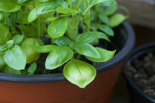 Growing fresh basil in a planting pot is an easy way to ensure that you have fresh herbs to add in a