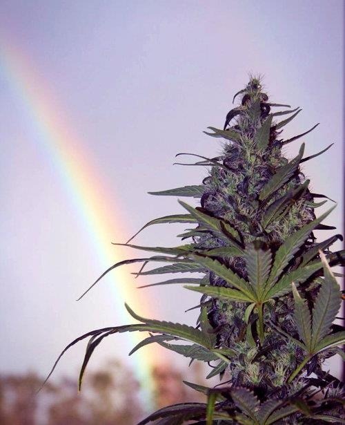 hashcompany:  hashcompany.tumblr.com