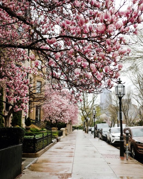 jacindaelena:Boston by Kim Nguyen