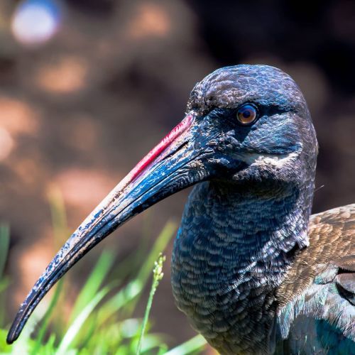 Hadada Ibis | Nairobi | Kenya | Nikon Gears ✨ @birds_captures @bird_brilliance ✨ The hadeda ibis, al